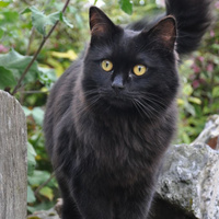 Аватарка c-coco