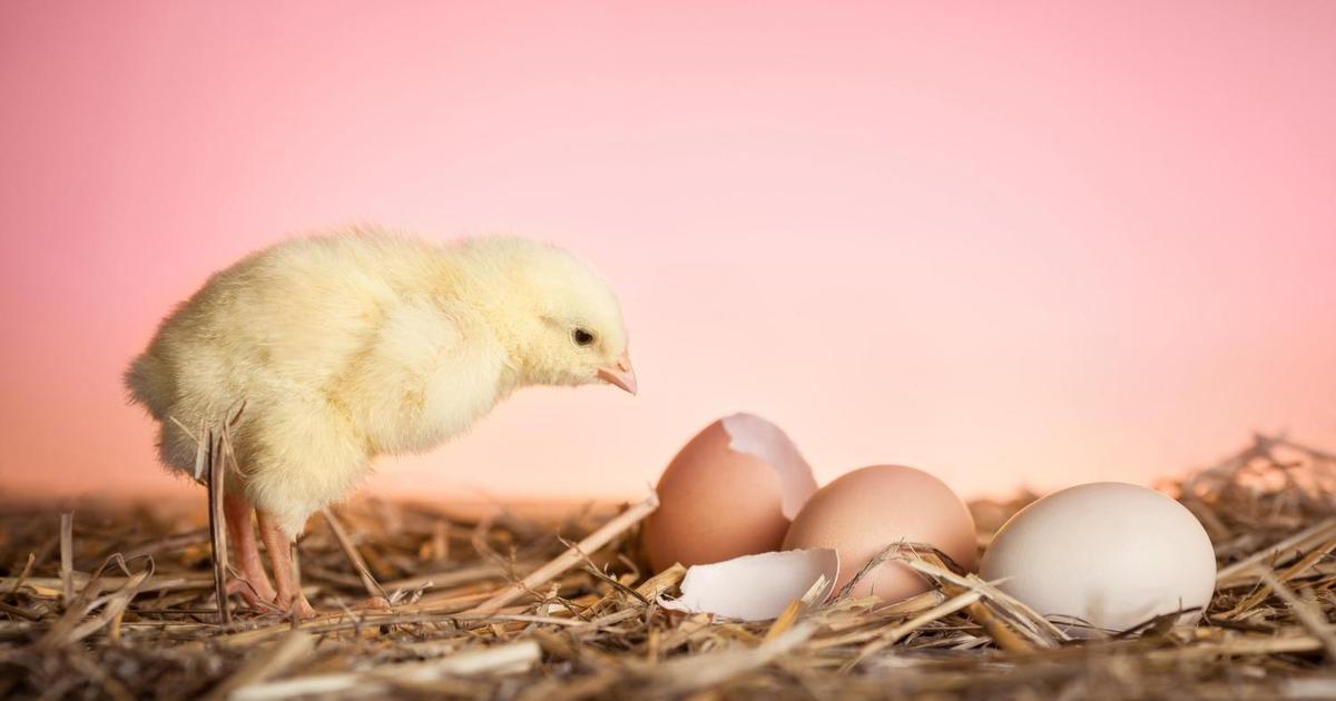 Вся правда о яйцах: неужели это идеальная еда?