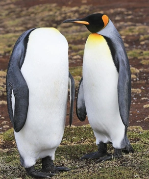 Самые комичные снимки животных в дикой природе — финалисты Comedy Wildlife Photography Awards — 2022. Часть 2