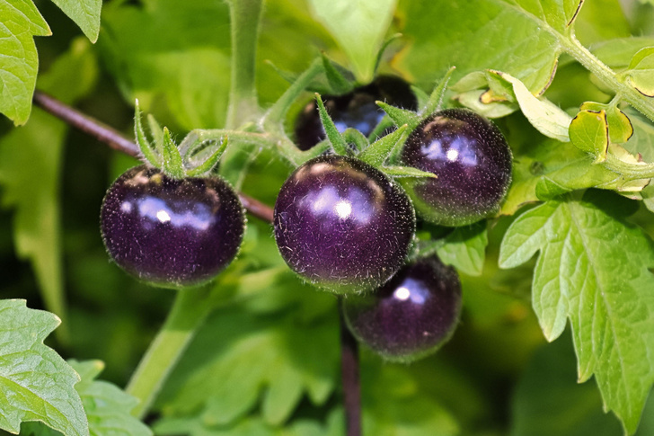 Фиолетовые помидоры признали безопасными для людей. Зачем ученые добивались этого 10 лет?