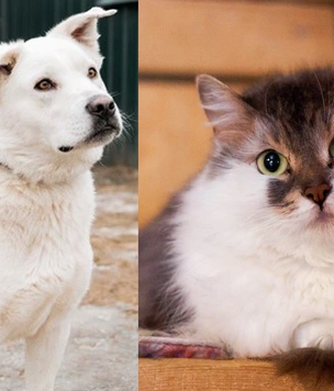 Котопёс недели: кошка Голубка и пёс Лавруша