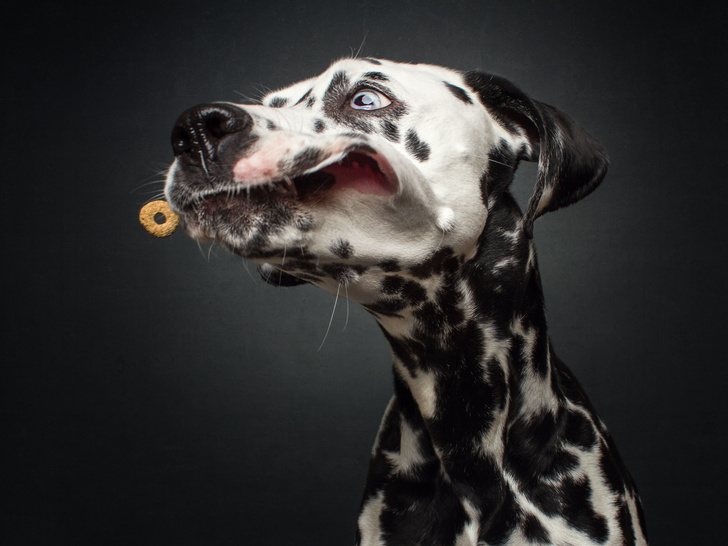 Фотограф «поймал» неподдельные эмоции собак