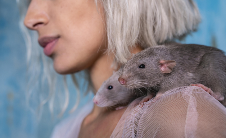 поведение людей в соцсетях сравнили с повадками крыс
