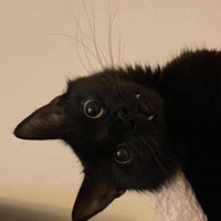 Аватарка Zeniakk