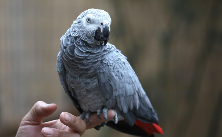 Ученые выяснили, какие попугаи отличаются лучшим самоконтролем