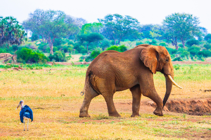 Неуязвимые гиганты: генетическая защита слонов от рака может сработать и у людей