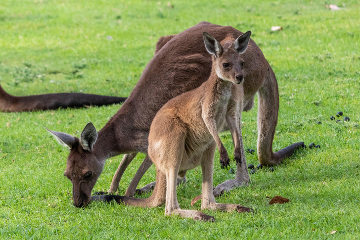 Средство от глобального потепления нашли в желудке кенгурят. Осталось накормить этим коров