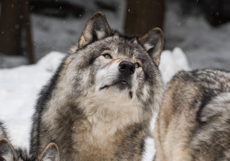 Болезнь дерзких одиночек: какое заболевание в 46 раз повышает шансы волка стать вожаком?