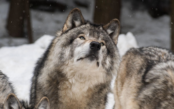 Болезнь дерзких одиночек: какое заболевание в 46 раз повышает шансы волка стать вожаком?
