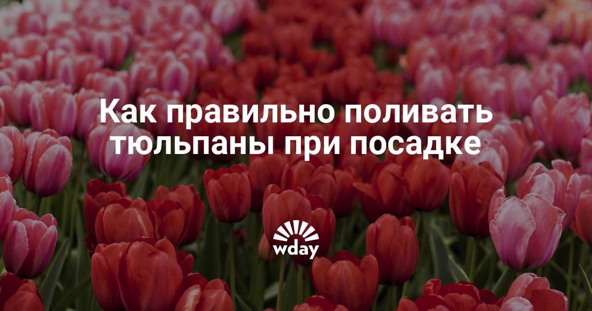 Тюльпаны полив. Полив тюльпанов. Поливают тюльпаны. Как часто нужно поливать тюльпаны в горшке. Какой тюльпан считается свежим.