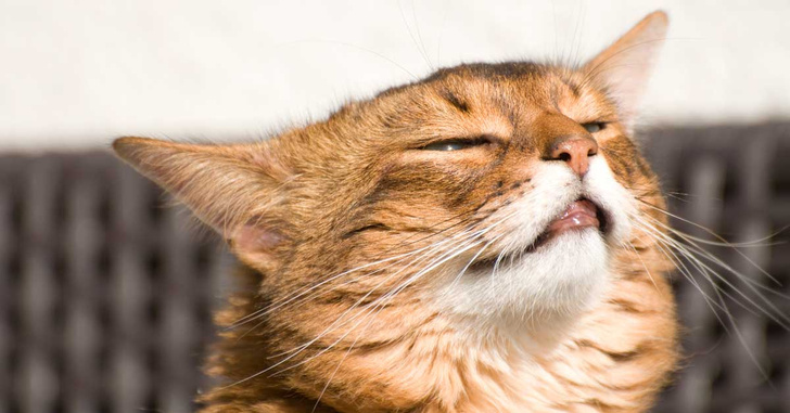 Почему кошки иногда замирают с одуревшим видом и открытым ртом?