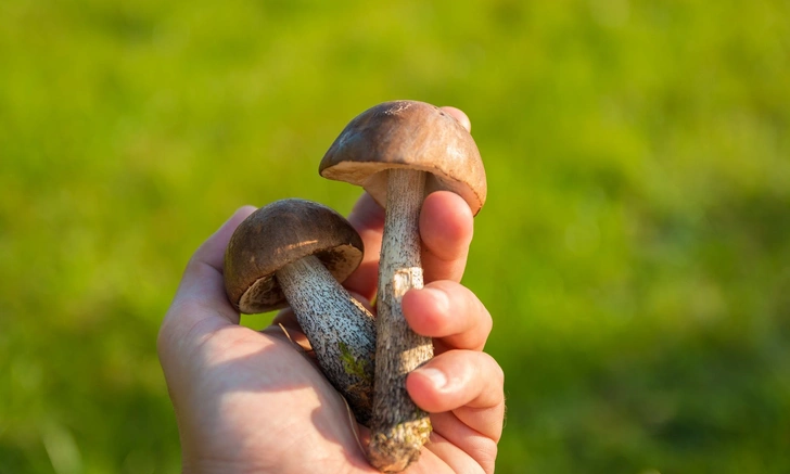 Отравить может даже белый или боровик: биолог объяснил, чем опасны съедобные грибы | Источник: pexels.com