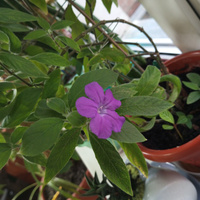 Аватарка Ольга