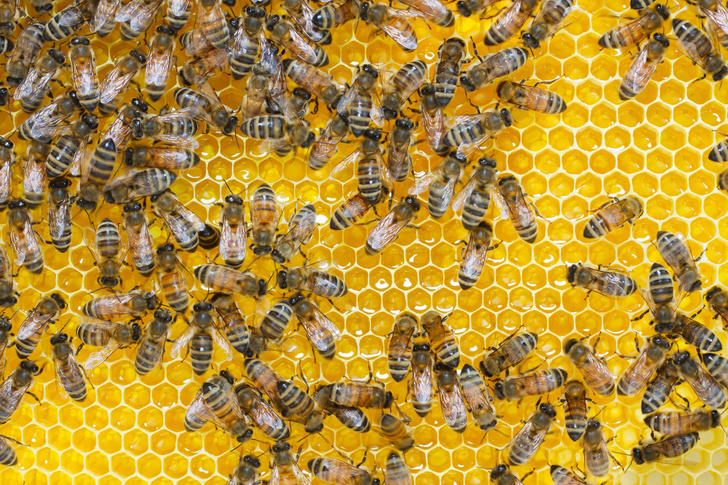 Сколько меда нужно пчелиной семье для зимовки? Отвечает биолог