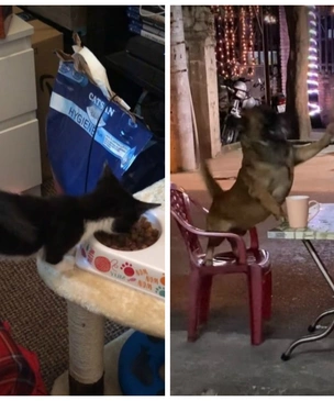 Кошачья тяга и другие видео, которые умилили нас на этой неделе