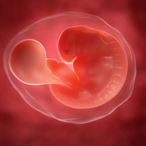 Как Выглядит Эмбрион В 6 Недель Фото