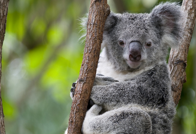 Самые милые животные фото