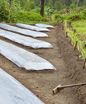 Соляризация огорода: солярий для больной почвы