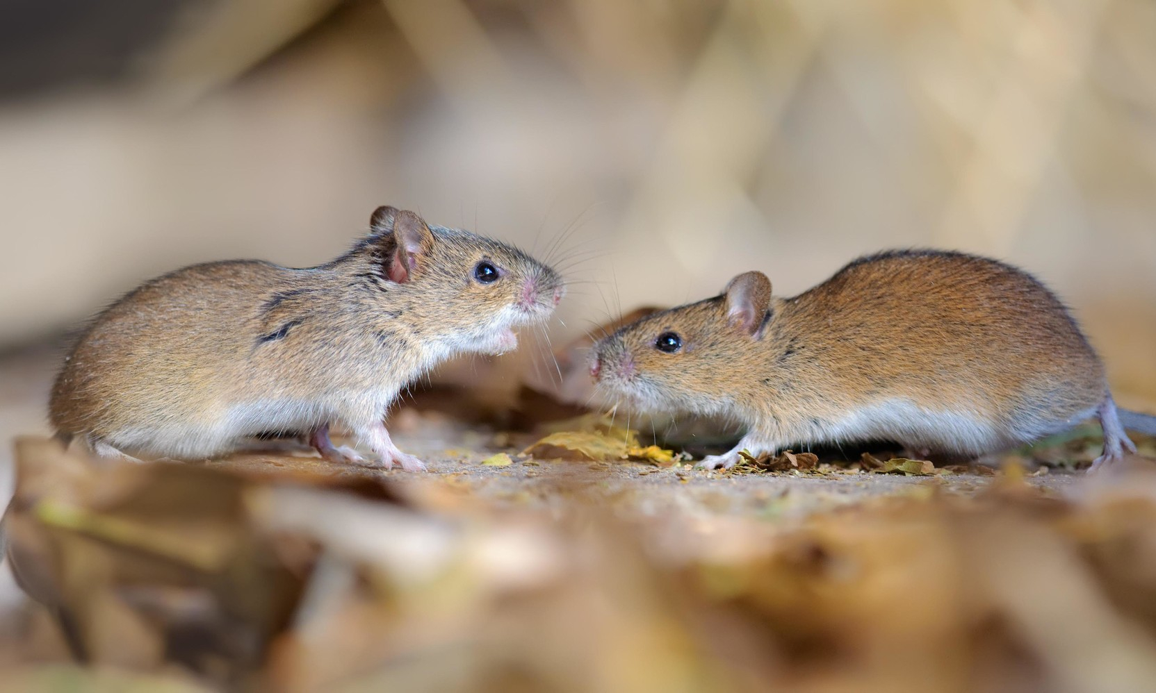 У мышей обнаружили коронавирусный гепатит