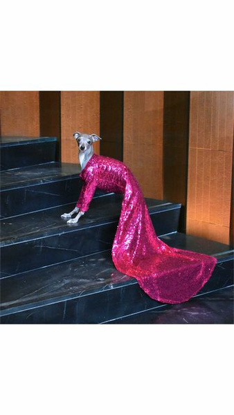 Кто стал самым модным на дорожке «Золотого глобуса»? Эта собака в розовом платье 😍