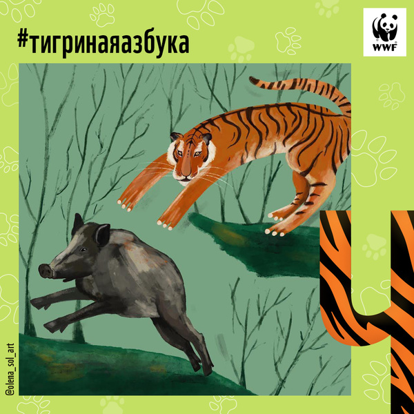 Фото №24 - Тигры от А до Я: WWF России и Woman.ru выпустили карточки об амурском тигре