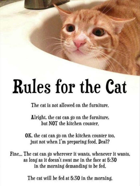 Лучшие мемы про котов со всего Интернета