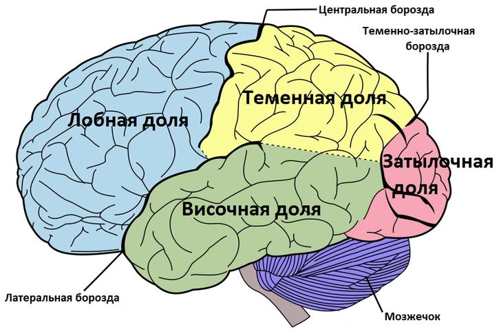 Нужен ли вам мозг на самом деле?