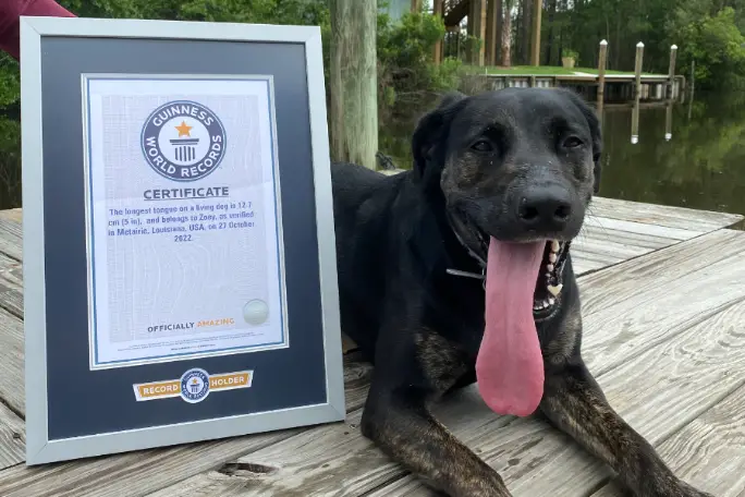 Знакомьтесь, Зои: эта собака теперь в Книге рекордов Гиннесса, у нее самый длинный язык в мире