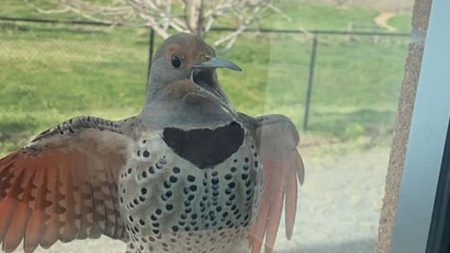 25 самых нелепых фотографий дикой природы