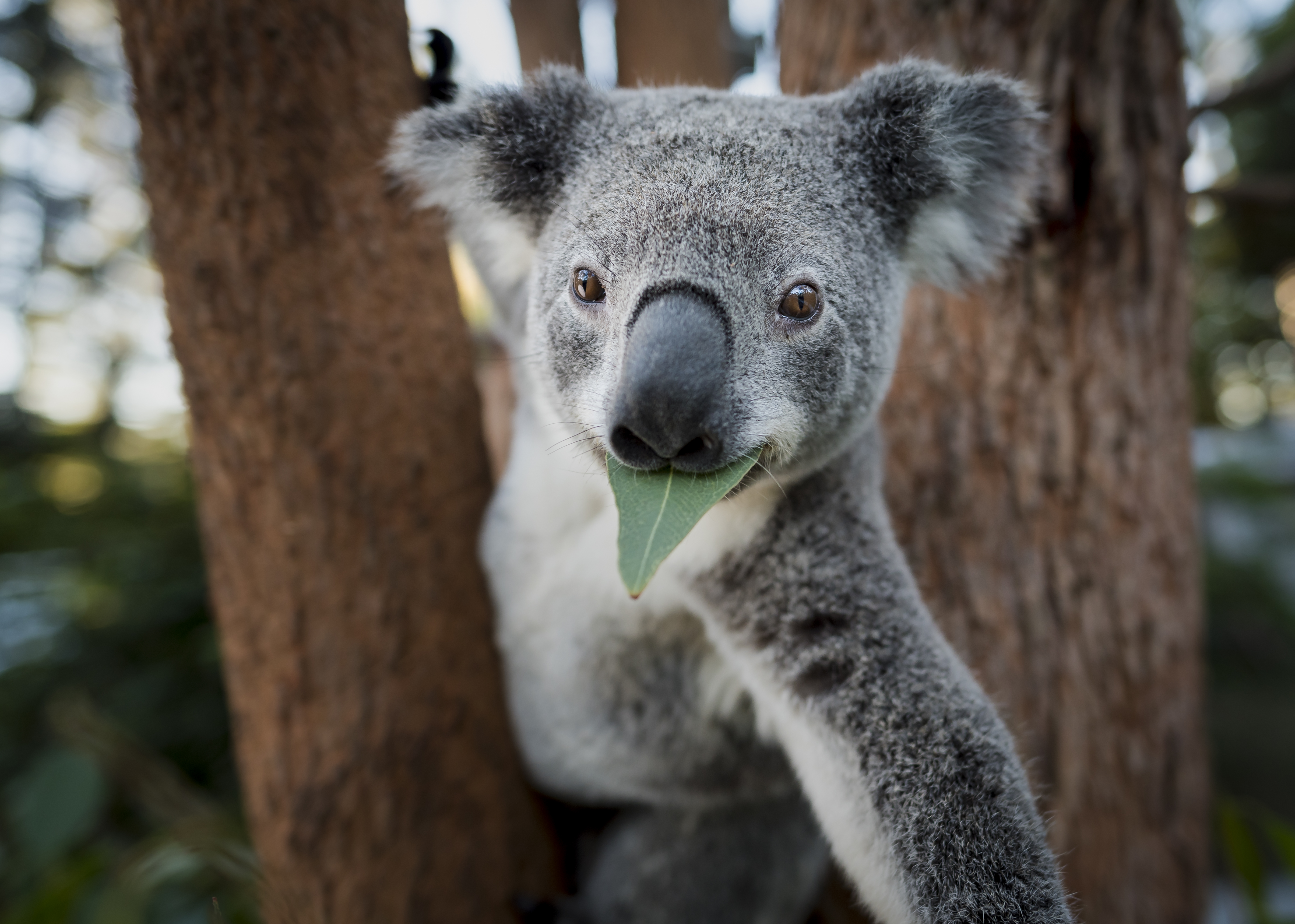 Звук коалы. Животные Австралии коала. Медведь коала. Сумчатый медведь коала Австралия. Коала на эвкалипте.