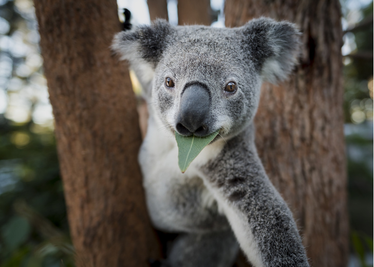 Власти Австралии признали коал вымирающим видом