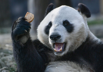 Назад в Китай: финский зоопарк собирается вернуть двух панд на родину