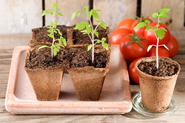 Тепличные условия: как вырастить ранние овощи