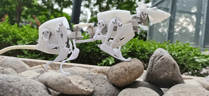 С корабля не побежит: крыса вдохновила китайских ученых на создание робота-спасателя