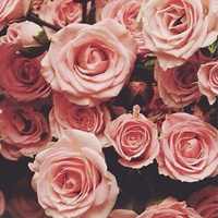 Аватарка Rena213