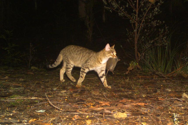 То пожар, то дикие кошки: как выживают крошечные сумчатые мыши на острове Кенгуру