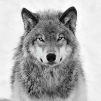 Аватарка Wolki Tolki