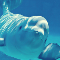 Аватарка a3a456