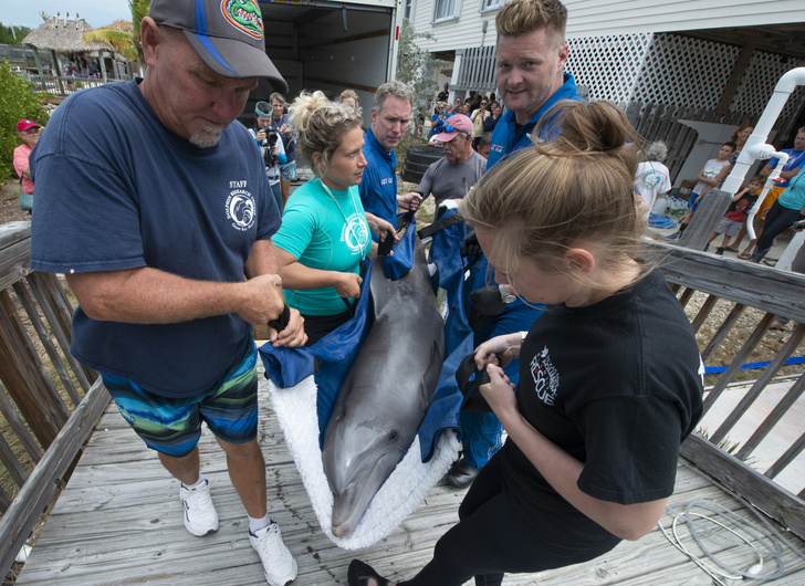 Во Флориде выходили обезвоженного дельфиненка, найденного рядом с мертвой матерью