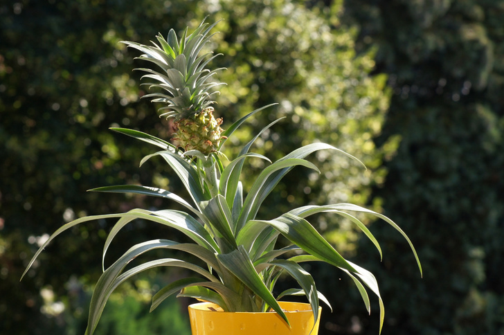 Как вырастить ананас в домашних условиях: практические советы
