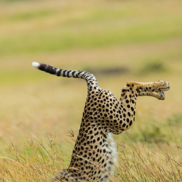 Источник: Comedy Wildlife Photography Awards