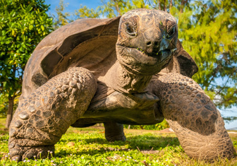 Медленно, но верно: гигантскую черепаху впервые застали за охотой