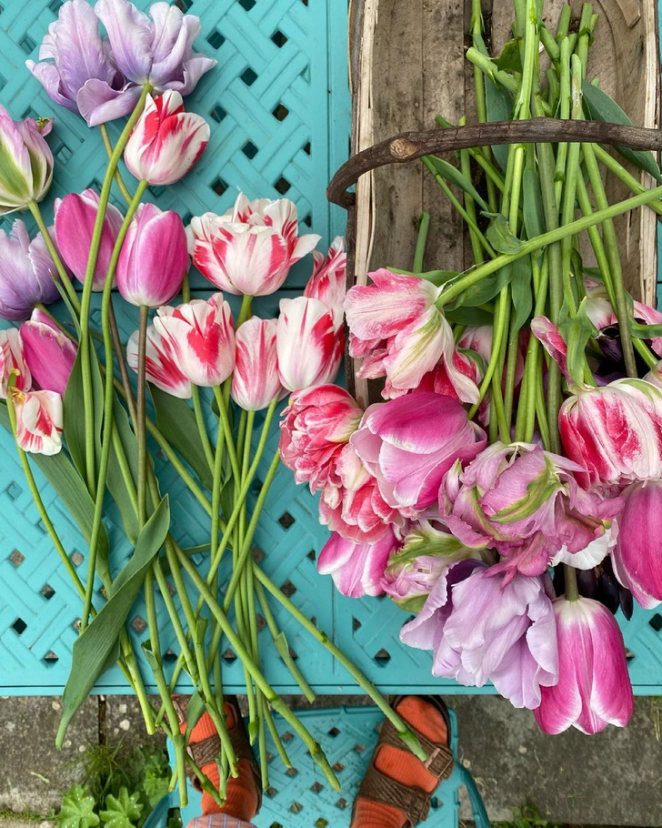 Как правильно ухаживать за тюльпанами: 5 главных ошибок