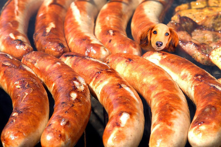 Инстаграм (запрещенная в России экстремистская организация) дня: собаки, прифотошопленные к еде