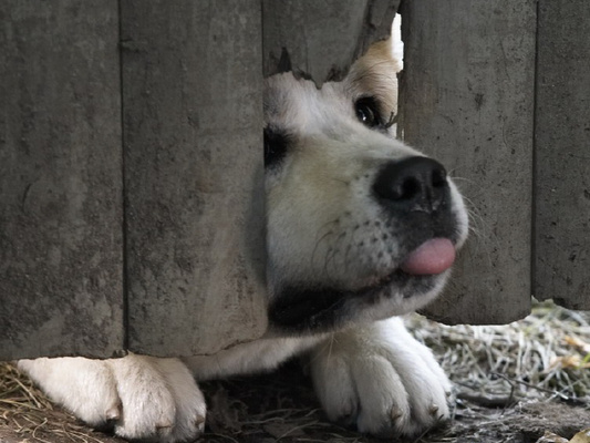 Вопрос 1: Собака, которая смогла написать книгу