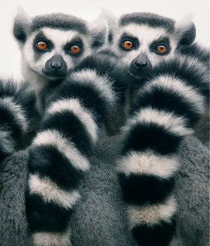 Уличная выставка фотографа Тима Флэка
