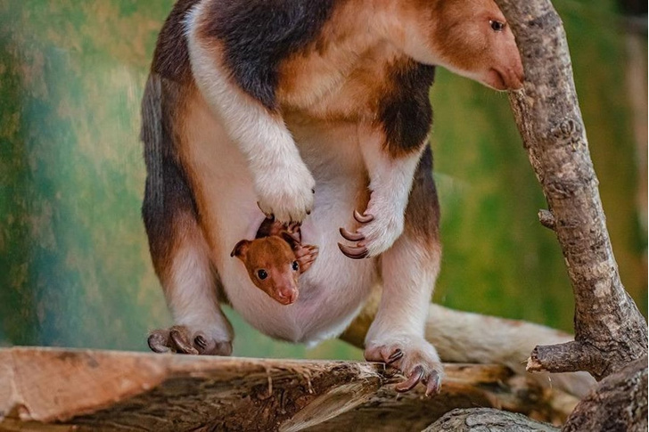 Пока никак не зовут: посмотрите на детеныша древесного кенгуру, который впервые выглянул из сумки мамы