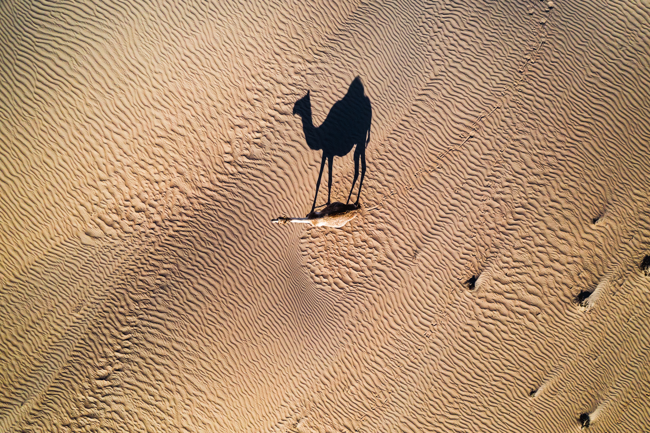 катар пустыня