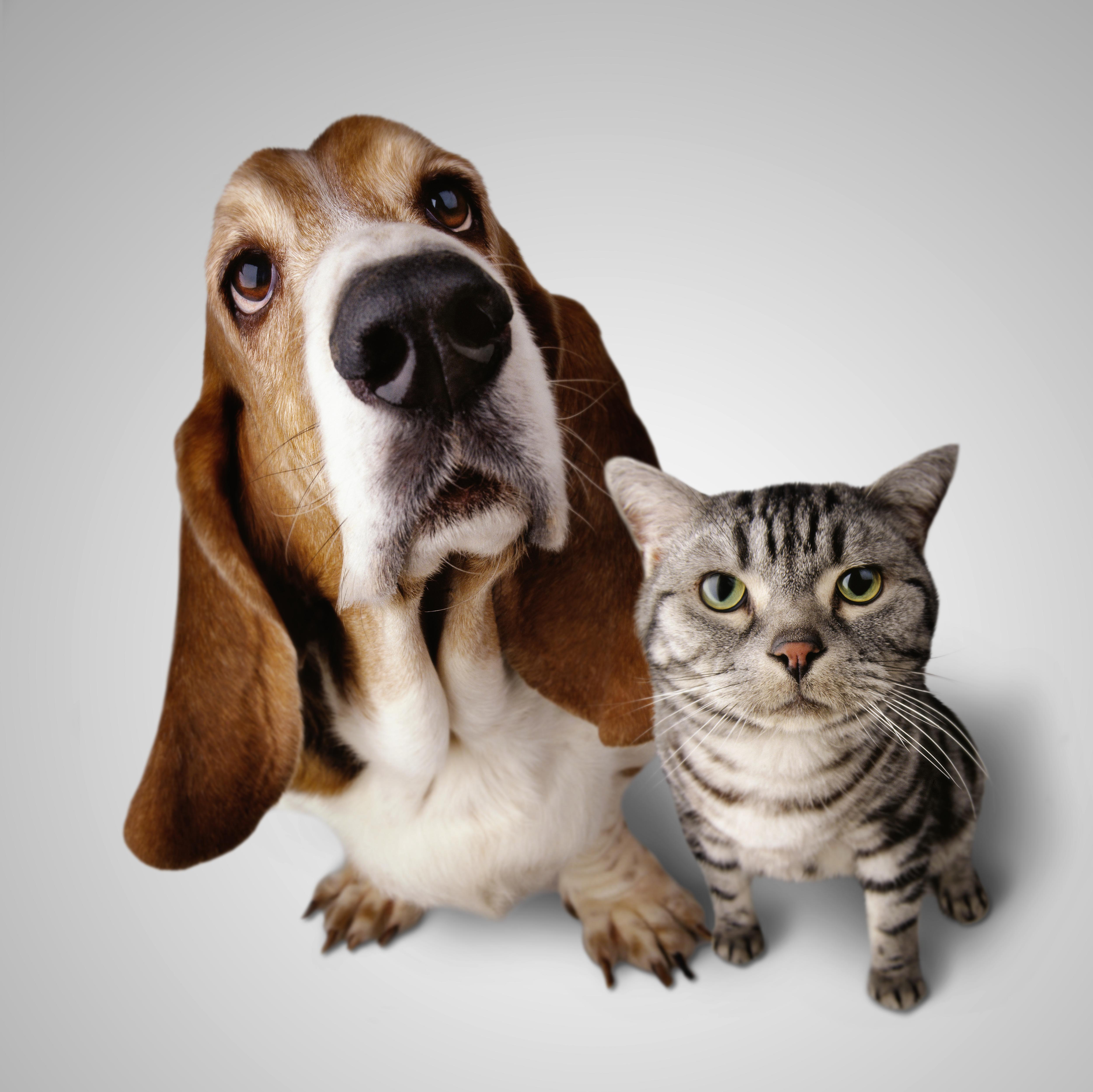 Собаки, Животные, Кошки (Коты Котики) обои на телефон скачать бесплатно. № 13239