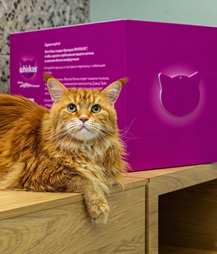 «Жизнь замурррчательна»! Whiskas® и музыкант Дэвид Тейе выпустили уникальный трек для котиков